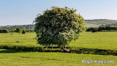 شرایط لازم برای مراقبت از درخت زالزالک