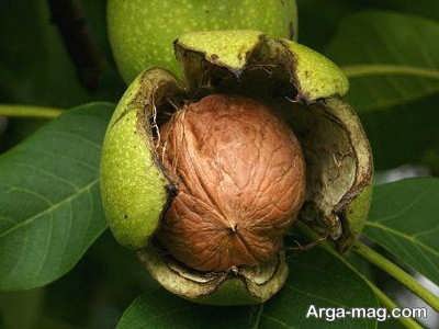 خاصیت های پوسته سبز گردو 