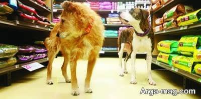 خرید غذای سگ