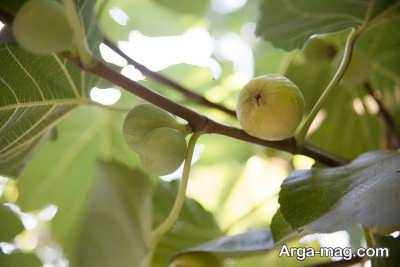 دستورالعمل از بین بردن کنه در درختان انجیر