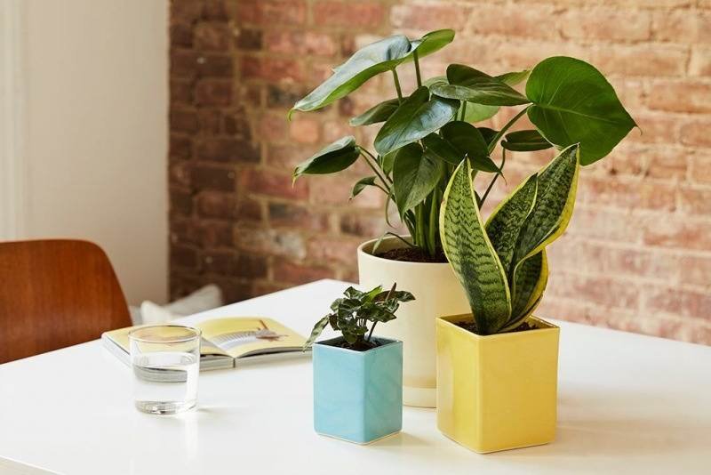 تقویت گیاهان آپارتمانی با تکنیک های خاص