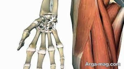 ساختار و آناتومی مچ دست