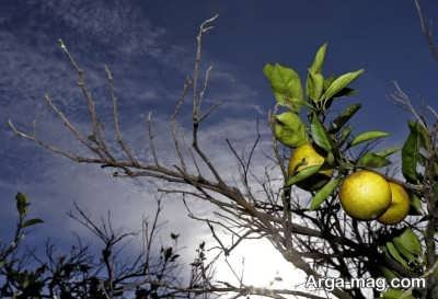 چگونگی درمان بیماری های درخت پرتقال