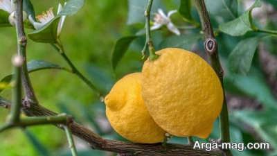 کپک دوده ای از بیماری های درختان پرتقال
