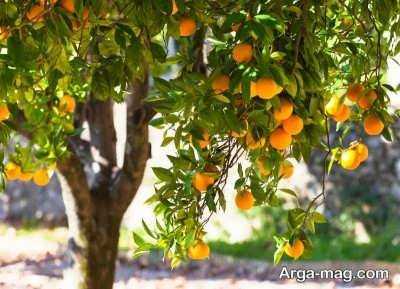 ویژگی های درخت پرتقال