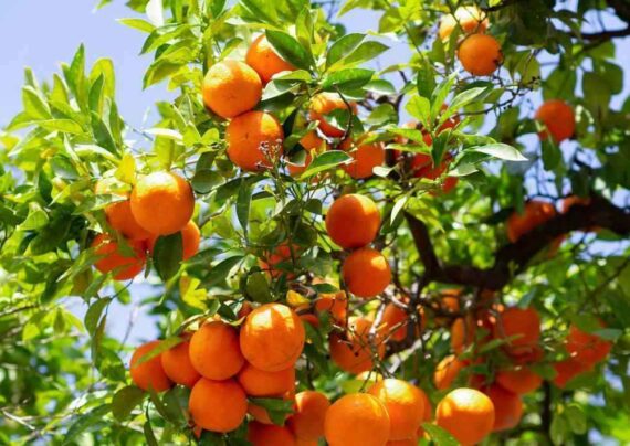 مرغوب ترین کود درخت پرتقال