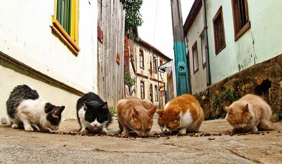 غذای خشک حمایتی برای گربه های خیابانی