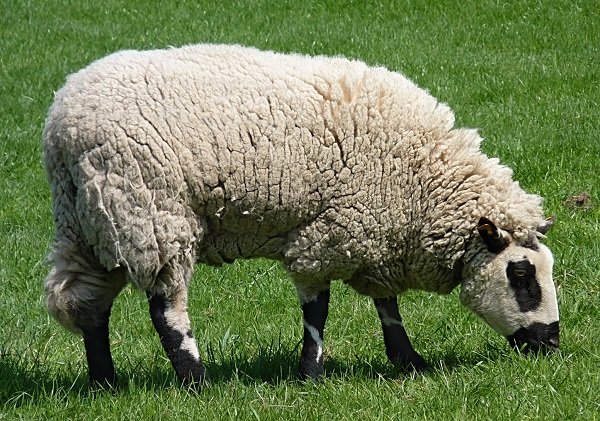 خرید گوسفند زنده در تهران
