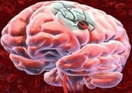 راهکارهای بهبود خون رسانی به مغز