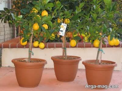 پرورش لیمو شیرین در گلدان