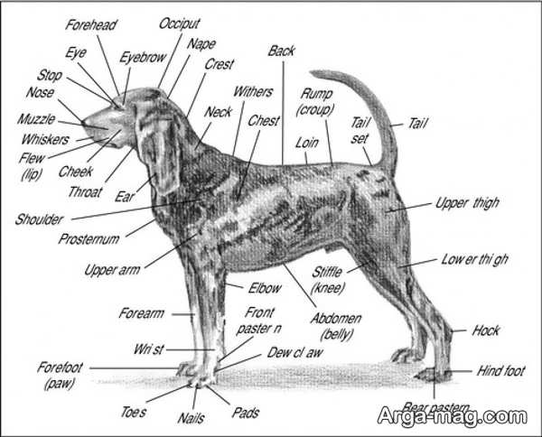 نگاهی به آناتومی بدن سگ