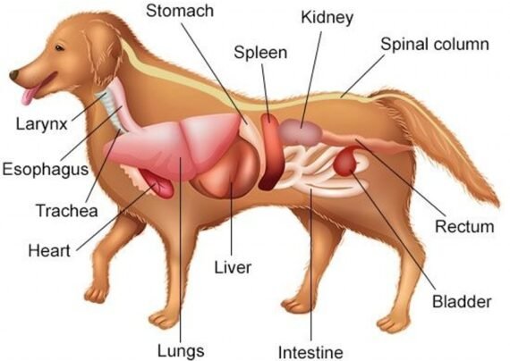 شناخت آناتومی بدن سگ