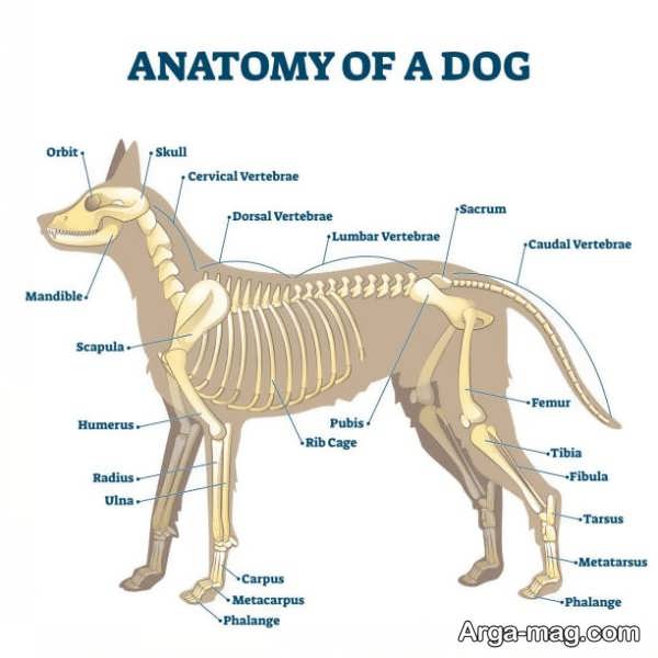 آشنایی با آناتومی و ساختار بدن سگ ها