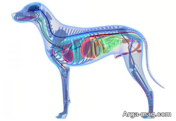 آشنایی با آناتومی بدن سگ