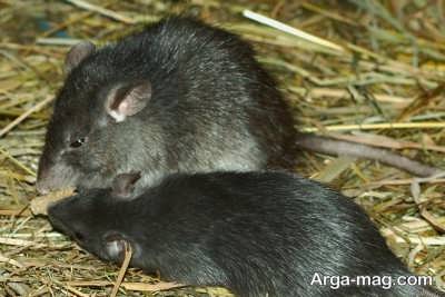زیستگاه اصلی موش های سیاه