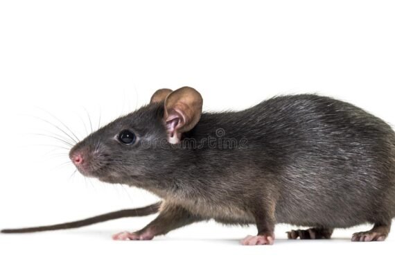 آشنایی با خصوصیات موش سیاه