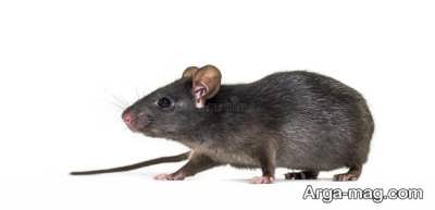 دستگاه تنفسی در بدن موش