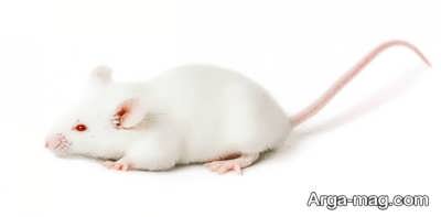 آناتومی بدن موش