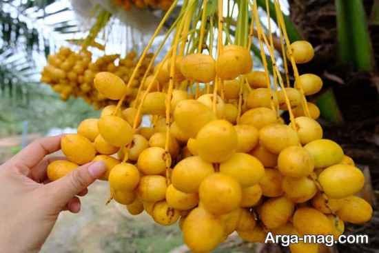 میوه نفیس بوشهر