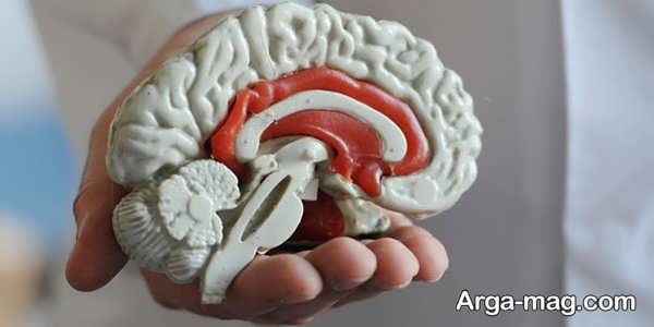 دانستنی های شگفت انگیز درباره مغز انسان