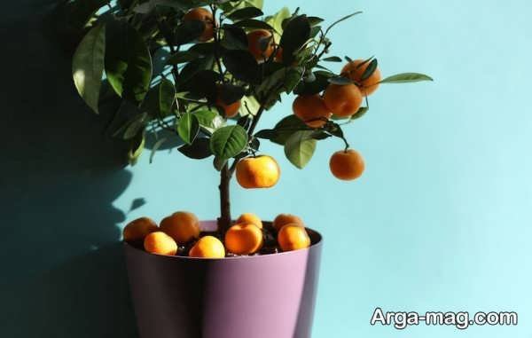 کاشت و پرورش نارنج در منزل با استفاده از هسته و نهال