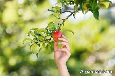 چجیدن میوه در خواب چه نشانه ای دارد