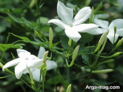 زیاد کردن گل یاس به روش خابانیدن 