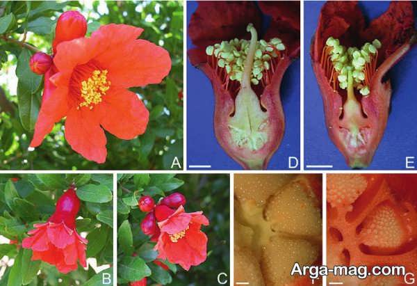 گل انار چه خواصی دارد؟