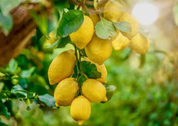 انواع کود مناسب درخت لیمو