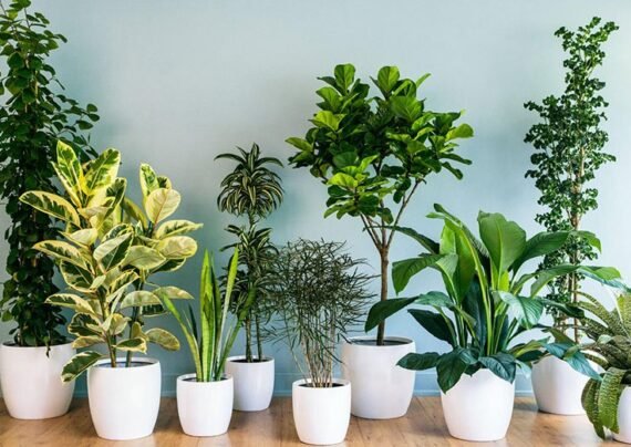 انواع گیاه برای خانه های کم نور
