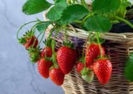 اصول کاشت توت فرنگی در گلدان
