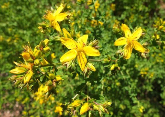 آشنایی با خواص علف چای