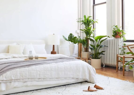 انواع گیاهان مضر برای اتاق خواب