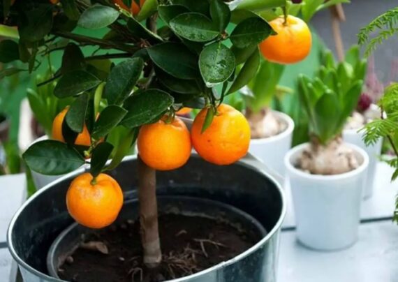 راهنمای قلمه زدن درخت پرتقال