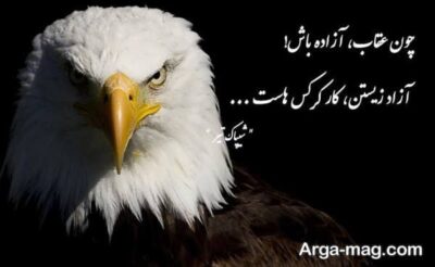 متن در مورد عقاب با مفاهیم زیبا