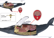 معرفی آناتومی بدن نهنگ