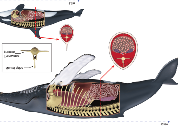 معرفی آناتومی بدن نهنگ