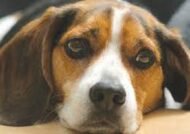 اطلاعات لازم برای نگهداری از نژاد سگ بیگل
