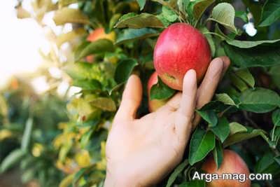 تاثیر عوامل ژنتیکی در رشد گیاه