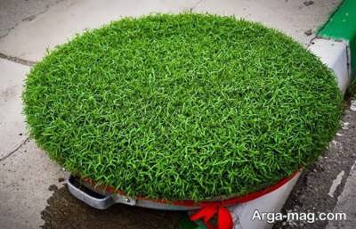 مراحل تهیه سبزه گاودانه برای عید