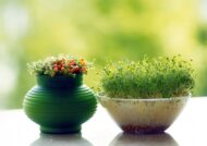بهترین زمان کاشت سبزه عید