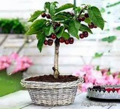 روش کاشت درخت گیلاس در گلدان