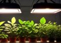 تاثیر استفاده از نور مصنوعی برای گیاهان