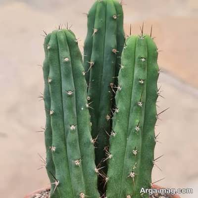 Cultivation of San Pedro cactus 8