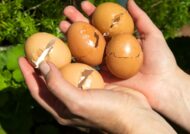 استفاده از پوست تخم مرغ برای گیاهان