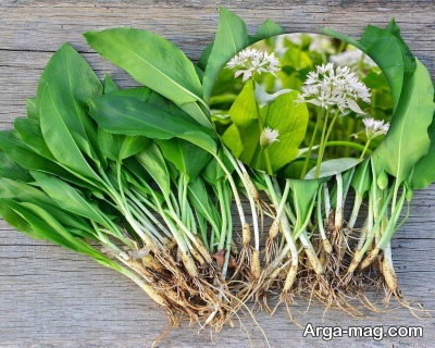 خاصیت والک در طب سنتی