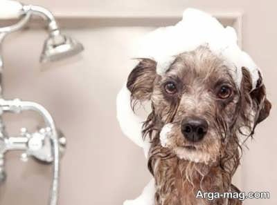آشنایی با روش شستن حیوانات خانگی