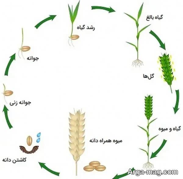 مراحل رشد دانه چگونه است؟