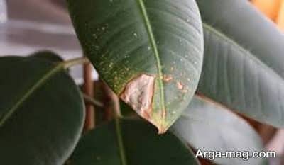 بررسی آفات خطرناک و مهم گیاه فیکوس