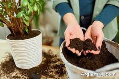 استفاده از کود برای رفع علائم شوکه شدن گیاه